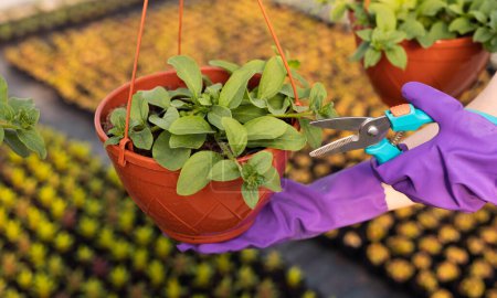 Téléchargez les photos : D'en haut femme anonyme dans des gants violets à l'aide d'élageur pour couper les feuilles vertes de la plante en pot pendant le travail en serre à la ferme - en image libre de droit