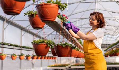 Téléchargez les photos : Glad femme en t-shirt blanc et tablier jaune avec des gants violets souriant et élagage floraison plante pendant le travail dans hothouse - en image libre de droit