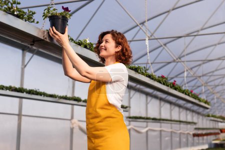 Foto de Mujer alegre en camiseta blanca y delantal amarillo sonriendo e inspeccionando la planta floreciente en maceta durante el trabajo en invernadero - Imagen libre de derechos