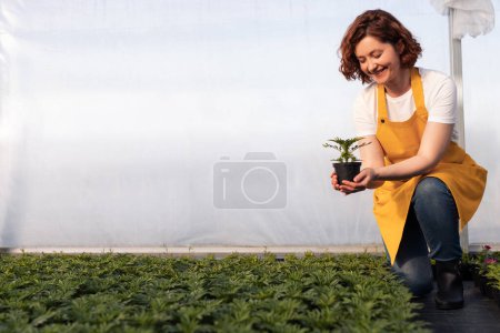 Téléchargez les photos : Corps complet gaie femelle en vêtements décontractés et tablier jaune souriant et examinant plante en pot pendant le travail en serre - en image libre de droit