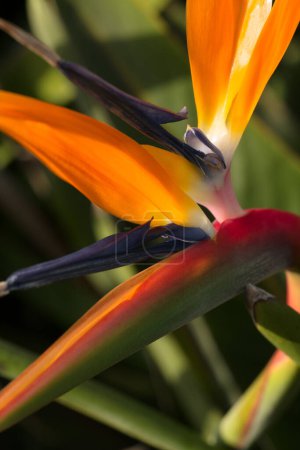 Téléchargez les photos : Gros plan macro minimaliste de strelitzia reginae fleur, plante vivace - en image libre de droit