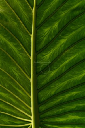 Téléchargez les photos : Belle texture abstraite du dos de la feuille d'Alocasia macrorrhizos. Macro shot de veines végétales - en image libre de droit