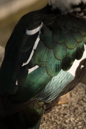 Photo for Closeup texture of green feathers on the wing of a wild duck - Royalty Free Image