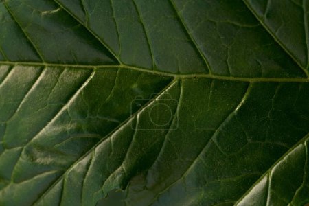 Foto de Primer plano macro de textura de hoja verde revelando venas, abstracto - Imagen libre de derechos