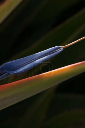 Foto de Foto minimalista de cerca de Strelitzia reginae flor retroiluminada con un fondo oscuro. Cultivo vertical de ave del paraíso planta - Imagen libre de derechos