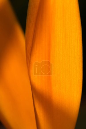 Téléchargez les photos : Gros plan macro minimaliste de strelitzia reginae fleur, plante vivace - en image libre de droit