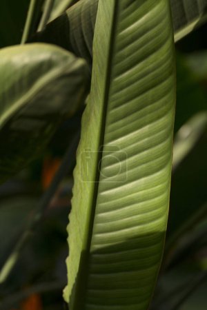 Foto de Foto vertical del follaje Strelitzia retinae. Imagen abstracta de pájaro del paraíso hojas verdes en la naturaleza - Imagen libre de derechos