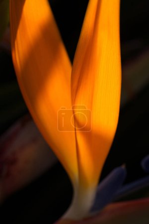 Téléchargez les photos : Gros plan macro de Belle fleur orange Oiseau de paradis - en image libre de droit