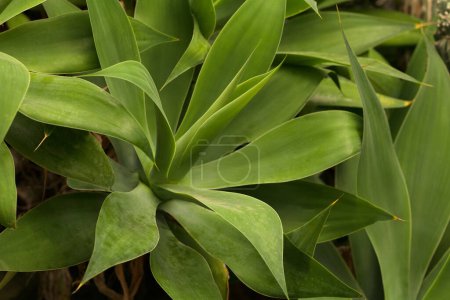 Téléchargez les photos : Gros plan d'une plante Foxtail Agave qui pousse dans un parc. Agave vert multiple Attenuata dans le jardin tropical - en image libre de droit
