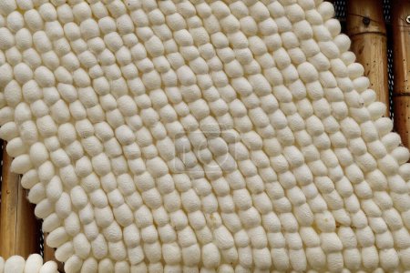 cocoon est la couverture faite de fils doux et lisses qui entourent et protègent certains insectes pendant le stade de la nymphe.