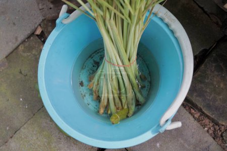 Téléchargez les photos : Herbe citronnelle vert frais sur l'eau. - en image libre de droit