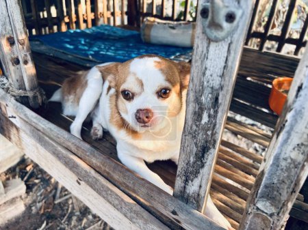 Téléchargez les photos : Petit chien et maison en bois adorable animal, chiot animal de compagnie. - en image libre de droit