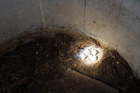 Foto de Primer plano Bandicoot ratas animales marrones en tubo de cemento. - Imagen libre de derechos