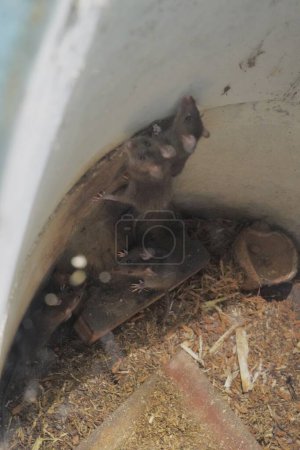 Close up Bandicoot rats brown animals in cement tube.
