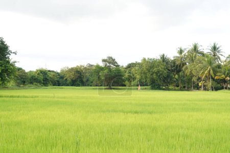  A view of green rice paddy fields landscape beautiful natural.