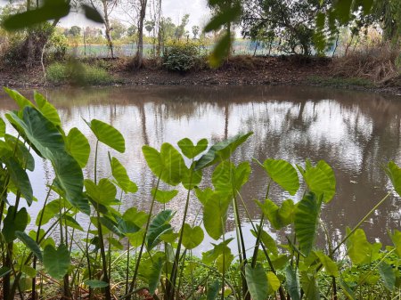 Plant near the river , in water pot , Elephant Ear ,Giant Taro.