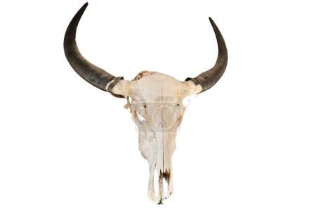buffalo skull head horn dry art bone on white isolated background.