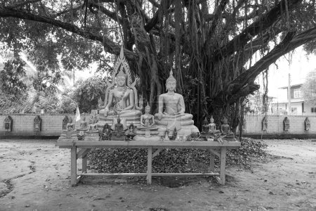 Buddha Statue banyan Baumhintergrund im Wat Nongtakrong Park des thailändischen Tempels, Sonkran-Festtag in Thailand.