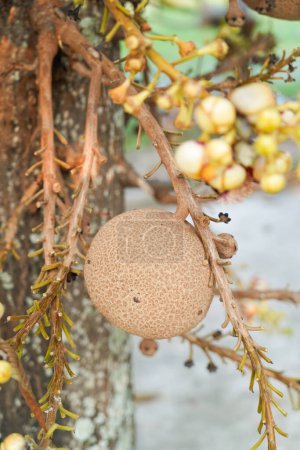 Close up Cannonball tree salalangka brown green yellow plant at wat Koksaad Buriram.