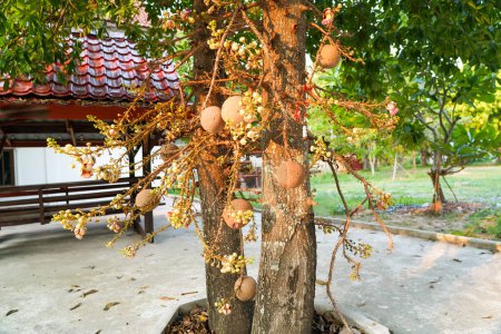 Primer plano Cannonball árbol salalangka marrón verde amarillo planta en wat Koksaad Buriram.