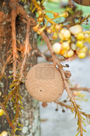 Photo for Close up Cannonball tree salalangka brown green yellow plant at wat Koksaad Buriram. - Royalty Free Image