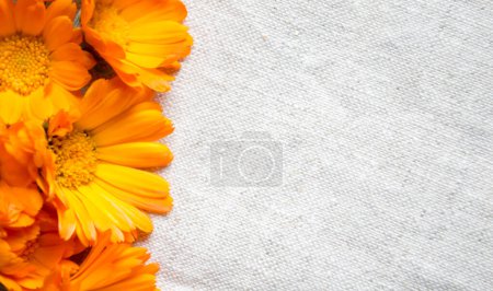 Photo for Marigold flowers on linen fabric. orange buds lie on a light fabric background. Calendula flowers on a light tablecloth. - Royalty Free Image