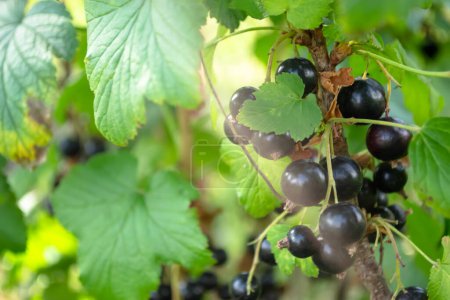 Blackcurrant berries on a bush. Among the leaves of green are bunches of black currants. Ripe black currants are ready for harvesting.
