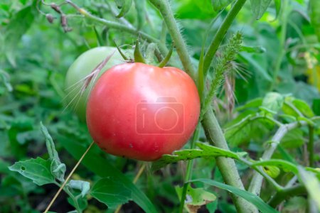 Pink tomato on a bush. Pink tomatoes ripen in the garden. A large pink tomato on a bush branch.