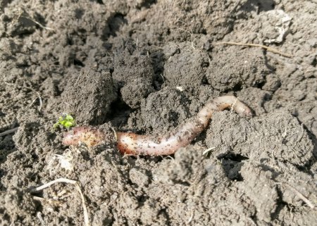 Photo for Earthworm in the ground. An earthworm crawls on the ground. Useful insects in the garden. - Royalty Free Image