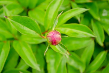 Photo for Peony bud on a bush. Pink peony. A bud appeared on the peony bush. A small bud of a pink peony. - Royalty Free Image