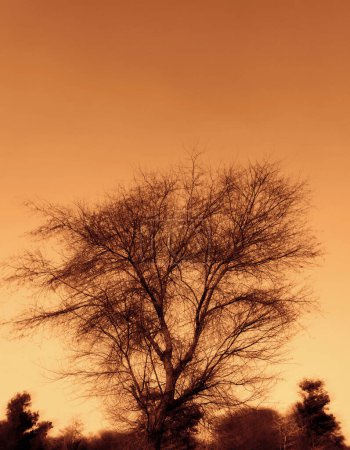 Dramatic Scene of The Tree in blazing heat with orange sky backdrop, wallpaper. Climate change heat concept background