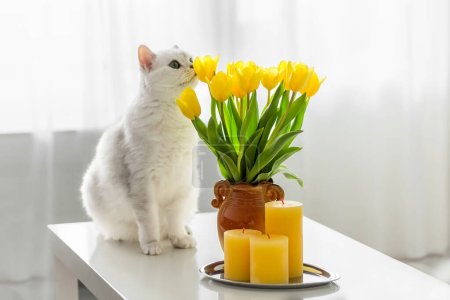 Eine weiße Katze schnüffelt an gelben Tulpen in einer Vase. Gelbe Kerzen auf einem weißen Tisch. Unscharfer Hintergrund. Postkarte. Foto