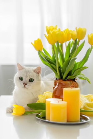 Weiße Katze, gelbe Tulpen in einer Vase und gelbe Kerzen auf einem weißen Tisch. Unscharfer Hintergrund. Postkarte. Foto
