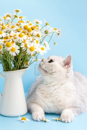Foto de Un gato blanco británico huele margaritas en un jarrón sobre un fondo azul. Una postal. Foto: - Imagen libre de derechos