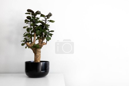 Zimmerpflanze Zimmerpflanze Polyscias Fabian in einem schwarzen Keramiktopf. Bonsai. Weißer Hintergrund. Foto