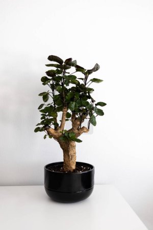 Zimmerpflanze Zimmerpflanze Polyscias Fabian in einem schwarzen Keramiktopf. Bonsai. Weißer Hintergrund. Foto