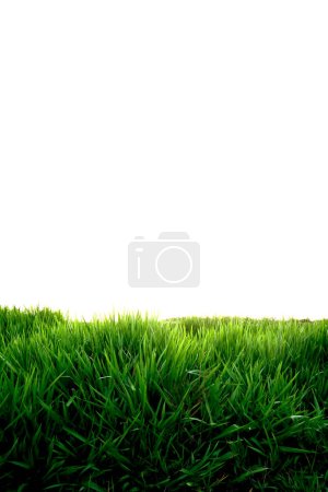 Téléchargez les photos : Herbe verte isolée sur fond blanc - en image libre de droit