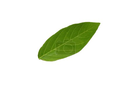 Photo for Leaves of tropical forest in thailand on white background with clipping path - Royalty Free Image