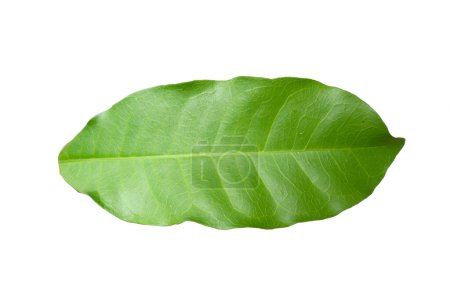 Photo for Leaves of tropical forest in thailand on white background with clipping path - Royalty Free Image