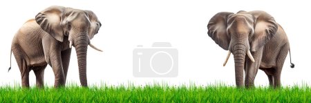 Téléchargez les photos : Éléphant et herbe verte sur fond blanc - en image libre de droit