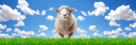 Téléchargez les photos : Moutons dans le champ - en image libre de droit