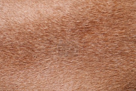 Photo for Close up of fur. brown fur texture - Royalty Free Image