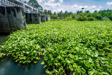 Foto de Problema con el jacinto de agua. Ese es el de la contaminación del agua.Jacinto de agua que cubre la superficie del agua de una pequeña presa en Tailandia - Imagen libre de derechos