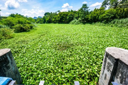 Foto de Problema con el jacinto de agua. Ese es el de la contaminación del agua.Jacinto de agua que cubre la superficie del agua de una pequeña presa en Tailandia - Imagen libre de derechos