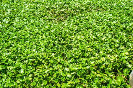 Photo for Water hyacinth problem. That is the one of water pollution.Water hyacinth that covers the water surface of a small dam in Thailand - Royalty Free Image