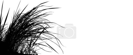 Photo for Vector silhouette of a grass on a white background - Royalty Free Image