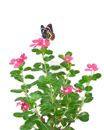 Photo for Trees and flowers for beautiful garden decoration on white background with clipping path - Royalty Free Image