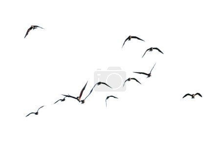 Photo for A photo of a flock of birds in flight on white background with clipping path - Royalty Free Image
