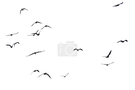 Téléchargez les photos : Une photo d'un troupeau d'oiseaux en vol sur fond blanc avec un chemin de coupe - en image libre de droit