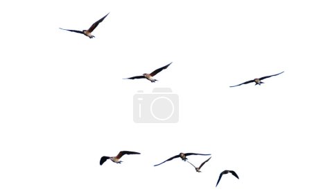 Téléchargez les photos : Une photo d'un troupeau d'oiseaux en vol sur fond blanc avec un chemin de coupe - en image libre de droit